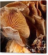 Mushroom Bioluminescence #1 Canvas Print
