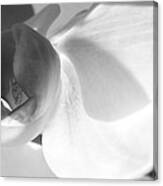 Orchid #2 Canvas Print