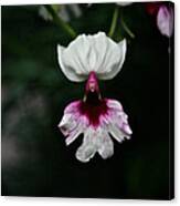 Orchid  #1 Canvas Print