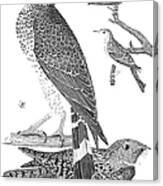 Ornithology, 1808-1814 #1 Canvas Print