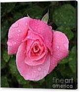 Pink Rose Macro Shot With Rain Drops #1 Canvas Print