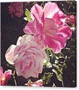 Pink Roses Catching Sun #1 Canvas Print