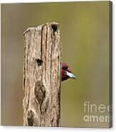 Red-headed Woodpecker #1 Canvas Print