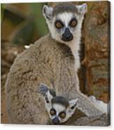 Ring-tailed Lemur Lemur Catta Mother #1 Canvas Print