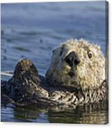 Sea Otter Monterey Bay California #1 Canvas Print