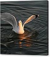 Seagulls At Sunset #1 Canvas Print