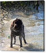 Shake Shake Shake #1 Canvas Print