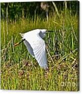 Snowy Egret In Flight #1 Canvas Print