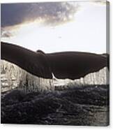 Sperm Whale Tail At Sunset New Zealand #1 Canvas Print