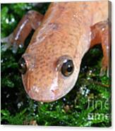 Spring Salamander #1 Canvas Print