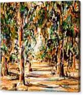 Stanford Eucalyptus Grove #1 Canvas Print