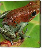 Strawberry Poison Dart Frog Dendrobates #1 Canvas Print