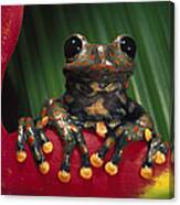 Strawberry Tree Frog Hyla Pantosticta #1 Canvas Print