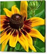 Sunflower #1 Canvas Print