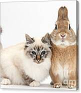 Tabby-point Birman Cat And Rabbit #7 Canvas Print
