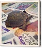 Tiny #the #tortoise #1 Canvas Print