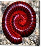 Today's Insect In A Gorgeous Millipede #1 Canvas Print