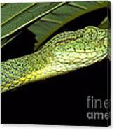 Two Striped Forest Pit Viper #1 Canvas Print
