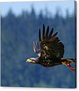 Wa-6-12-neah Bay-eagleimm2 #1 Canvas Print