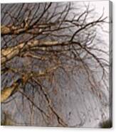 Weeping Willow #1 Canvas Print