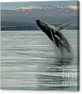Whale Jumping #1 Canvas Print