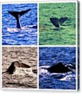 #whalesafari #whales #norway #norwegian #1 Canvas Print