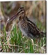 Wilsons Snipe #1 Canvas Print