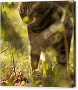 Wonky Eyed Tiger #1 Canvas Print