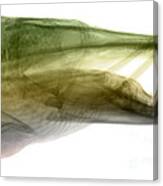 X-ray Of Muskie #1 Canvas Print