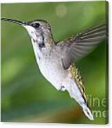 Ruby Throated Hummingbird #10 Canvas Print