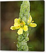 1209-1169 - Mullein Plant And Spotted Cucumber Beetle Canvas Print