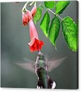 Ruby-throated Hummingbird #13 Canvas Print
