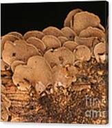 Luminescent Mushroom Panellus Stipticus #15 Canvas Print