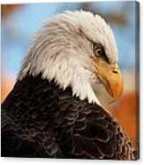 Bald Eagle #2 Canvas Print