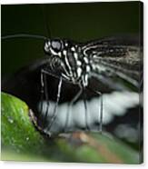 Common Mormon Butterfly #2 Canvas Print