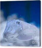 Cuttlefish #2 Canvas Print