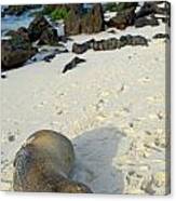 Galapagos Sea Lion Sleeping On Beach #2 Canvas Print