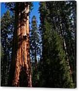 General Sherman Sequoia National Park #2 Canvas Print