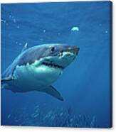 Great White Shark Carcharodon #2 Canvas Print