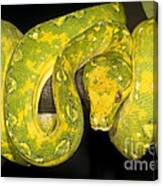 Green Tree Python #2 Canvas Print