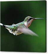 Hummingbird In Flight #5 Canvas Print