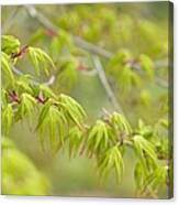 Japanese Maple (acer Palmatum) #2 Canvas Print