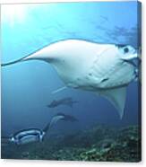 Manta Rays, Komodo, Indonesia #2 Canvas Print