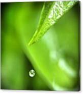 #nature #water #leaf #macro #2 Canvas Print