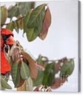 Northern Cardinal #2 Canvas Print