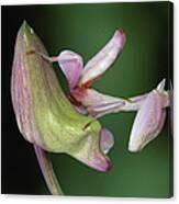 Orchid Mantis Hymenopus Coronatus #5 Canvas Print