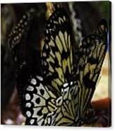 Paper Kite Butterfly #2 Canvas Print