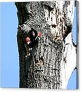 Pileated Woodpecker #2 Canvas Print