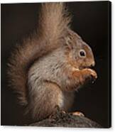 Red Squirrel #2 Canvas Print