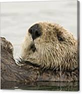 Sea Otter Elkhorn Slough Monterey Bay #2 Canvas Print